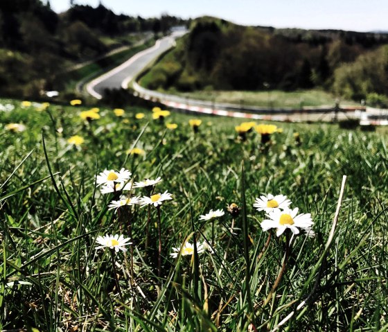 Madeliefjes op een groene weide, de bochtige N&uuml;rburgring Nordschleife op de achtergrond, omringd door bomen., &copy; Sebastian Schulte