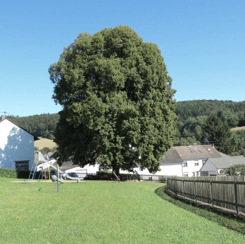 Wirft, &copy; VG Adenau