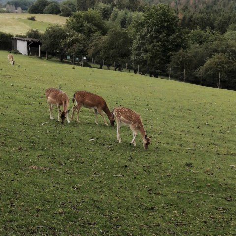 Wildgehege bei Winnerath1, © Tourist-Information Hocheifel-Nürburgring, DannySchmitz