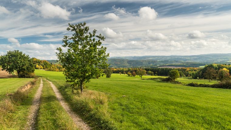 Ein Feldweg führt durch eine grüne Wiese mit Bäumen unter einem bewölkten Himmel.