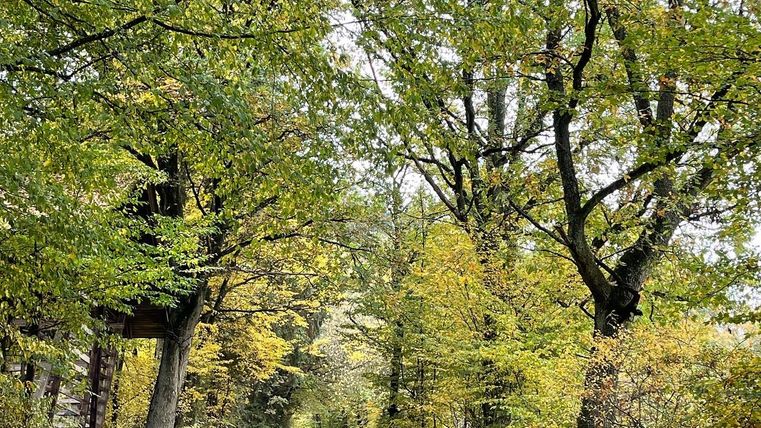 Un chemin forestier pittoresque, entouré de grands arbres au feuillage coloré. L'atmosphère est calme et accueillante.