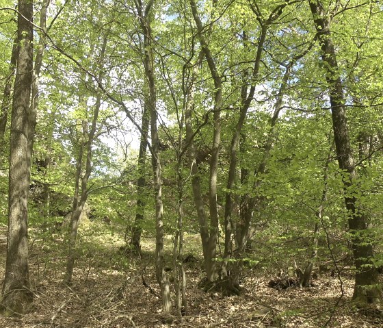 Natur pur, © Rita Kaiser