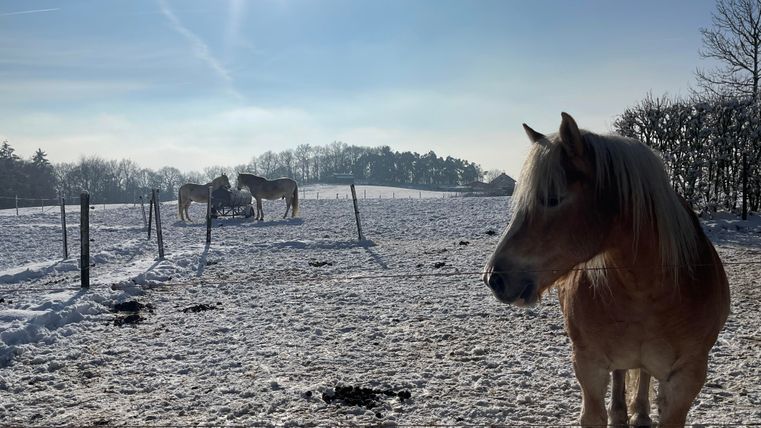 Une prairie de chevaux enneigée avec plusieurs chevaux en arrière-plan. Le ciel est dégagé et le soleil brille intensément.