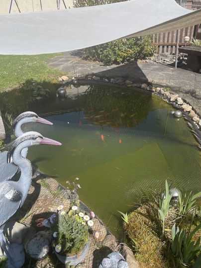 An idyllic pond with goldfish, surrounded by greenery and decorative statues. In the background, a shade-giving cloth is visible.
