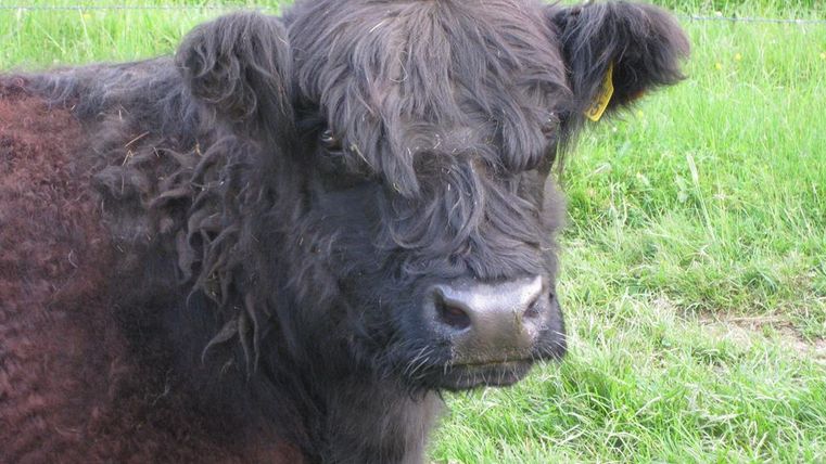 Ein schwarzes Kalb mit lockigem Fell steht auf einer grünen Wiese. Im Hintergrund sind Weidegras und ein Zaun sichtbar.
