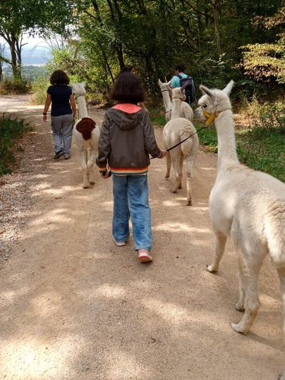 Ein Kind führt ein Alpaka auf einem schmalen Weg. Im Hintergrund sind weitere Personen zu sehen, die ebenfalls mit Alpakas spazieren gehen.