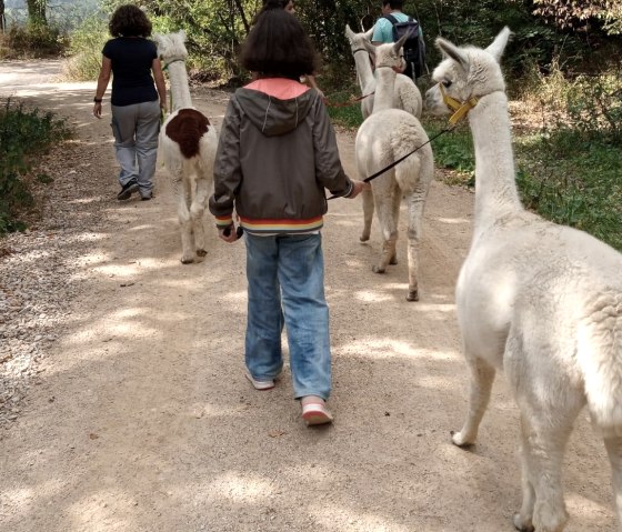 Alpaka Wanderung, &copy; Sandras Eifler Alpakas