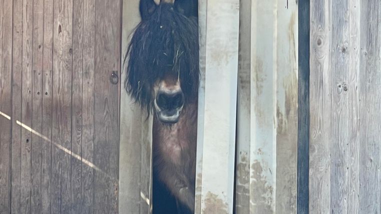 Un cheval regarde curieusement depuis une étable en bois. L'étable a une atmosphère rustique avec différentes planches de bois.