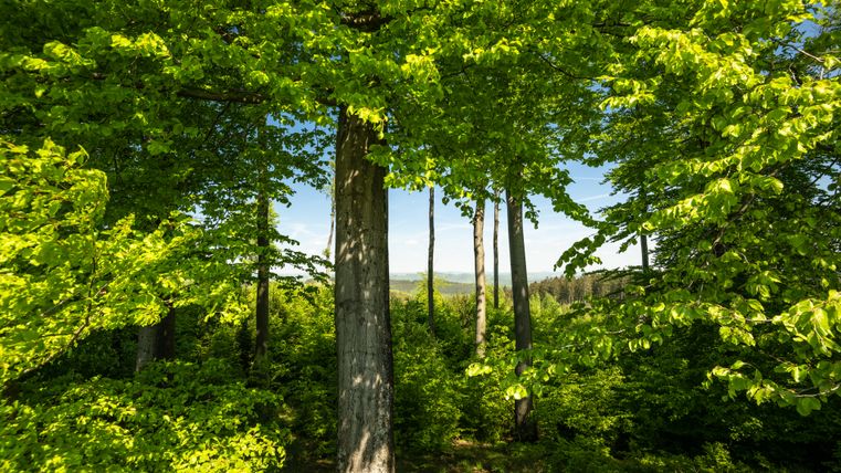 Das Foto zeigt einen hellen Wald im Frühling oder Frühsommer. Viele gerade Baumstämme stehen eng nebeneinander. Die Blätter an den Bäumen sind frisch und leuchtend grün. Sonnenlicht fällt schräg durch die Baumkronen und erzeugt helle Streifen auf dem Waldboden. Der Boden ist mit Gras und kleinen Pflanzen bedeckt. Insgesamt wirkt die Szene ruhig und freundlich.