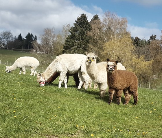 Alpaca pasture, © M.Terzan