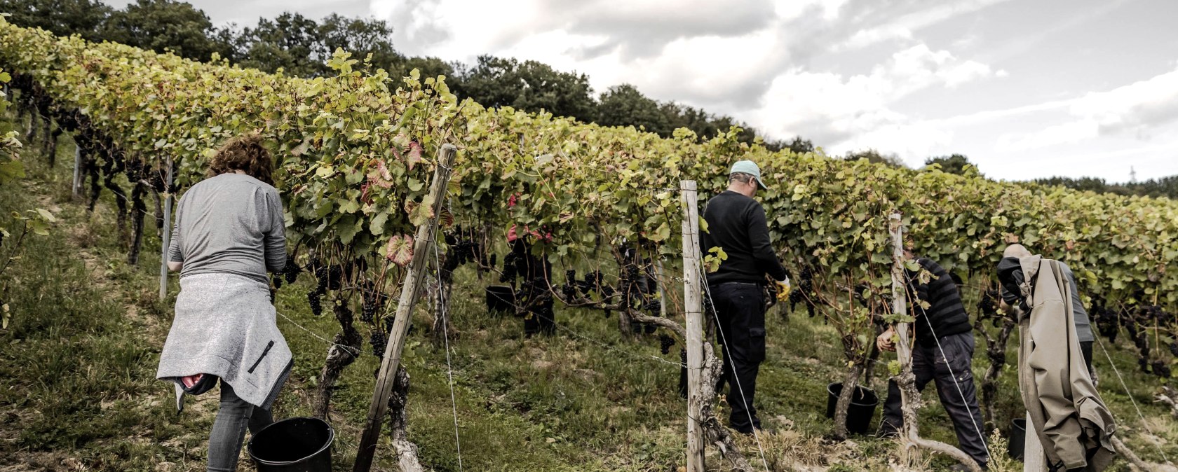 Herbst im Ahrtal, © 2021-Ahrwein-Burggarten-Weinlese@Max-Harrus-7037