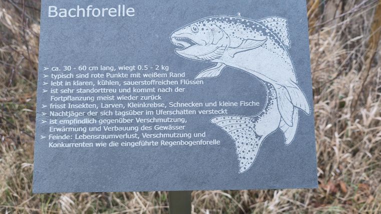 Ein Informationsschild über die Bachforelle. Es zeigt ein Bild der Forelle und enthält wichtige Details zu ihrer Größe, ihrem Lebensraum und Ernährung.