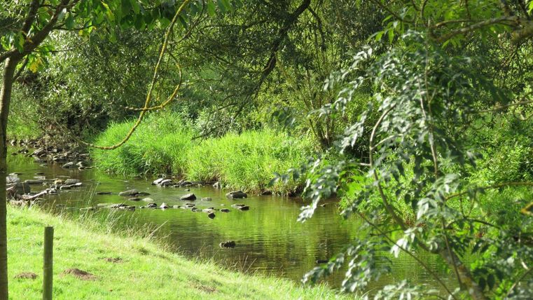 Ein ruhiger Bach fließt durch eine grüne Landschaft mit Bäumen und Sträuchern. Am Ufer gibt es Steine und üppiges Gras.