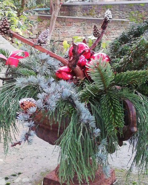 Ein schöner Weidenkorb gefüllt mit Tannenzweigen, Tannenzapfen und roten Weihnachtskugeln. Die Dekoration strahlt festliche Stimmung aus.