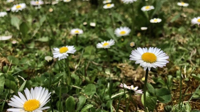 Ein Feld mit vielen Gänseblümchen, die in der Frühlingssonne blühen. Das Gras ist grün und gesund.