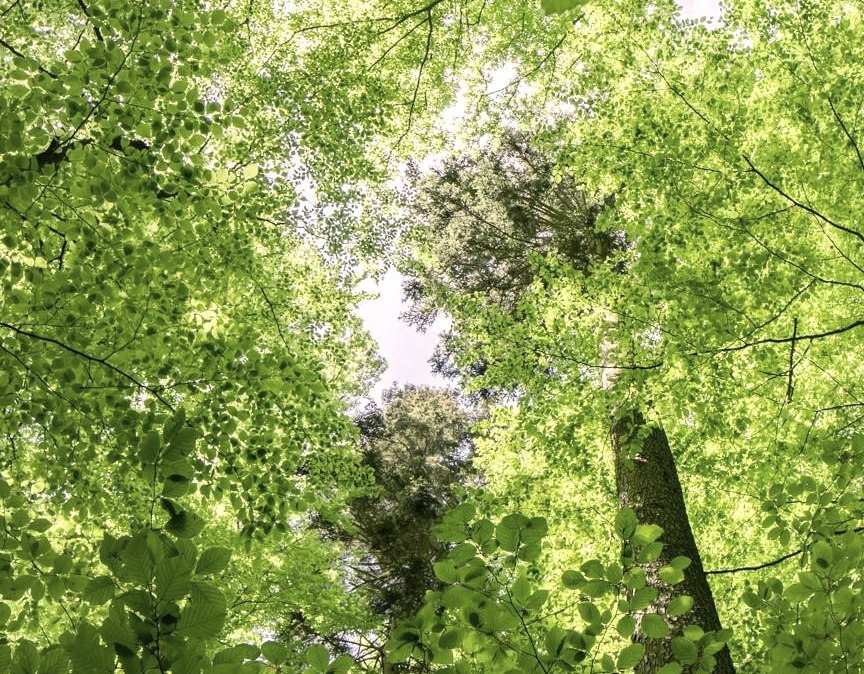 Buchen-Blätterdach_UrwaldProjekt, © Tourist-Information Hocheifel-Nürburgring, Wohllebens Waldakademie