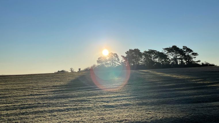 Un matin ensoleillé sur un champ gelé. Des arbres se silhouettent contre le ciel clair et bleu.