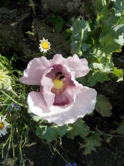 Een roze bloem met een gele kern en waterdruppels. Naast de bloem zijn kleine witte madeliefjes en groene bladeren te zien.