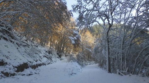Een besneeuwd boslandschap met hoge bomen. Het pad is omringd door besneeuwde grond en de winterzon straalt door de takken.