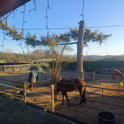Les chevaux sont logés directement à la maison.