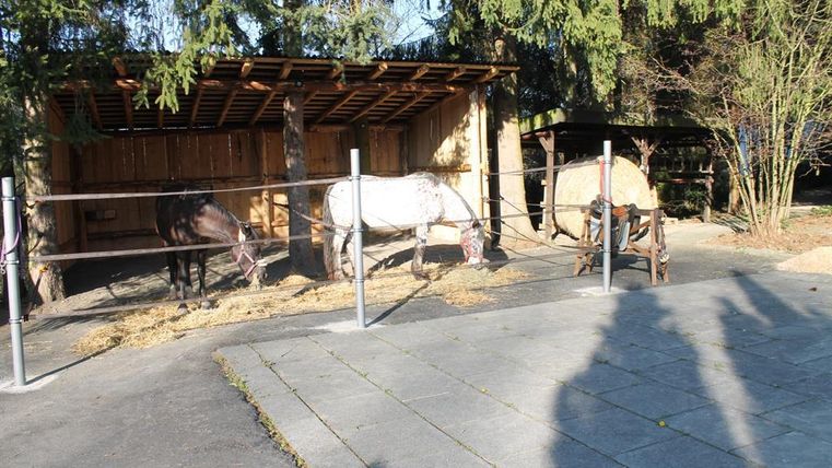 Three horses are grazing outdoors in front of a wooden stable. The ground is paved, and some trees are visible in the background.