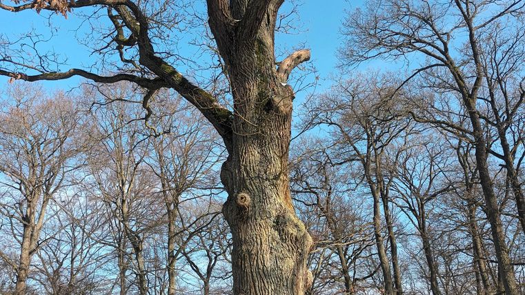 Een grote boom staat in een met sneeuw bedekte bos. De heldere blauwe lucht contrasteert met de blote takken en de omgeving.