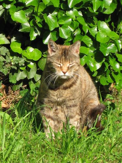 Eine sitzende Katze mit geschlossenen Augen auf grünem Gras. Im Hintergrund sind üppige, grüne Pflanzen zu sehen.