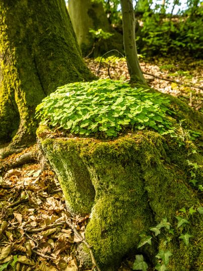 Ein Baumstumpf, der mit grünem Moos und kleinen Pflanzen bedeckt ist. Umgeben von Laub und Bäumen im Hintergrund.
