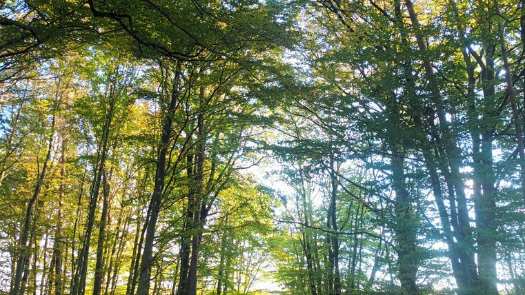 Een smal pad leidt door een bos met hoge bomen. Het zonlicht straalt door de bladeren en creëert een rustige sfeer.