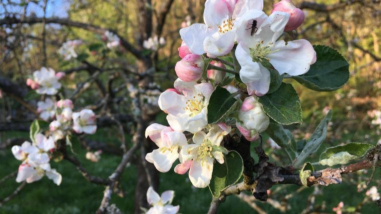 Ein blühender Apfelbaum mit zarten, weißen und rosa Blüten. Die grüne Wiese und die sanften Lichtverhältnisse schaffen eine ruhige Atmosphäre.