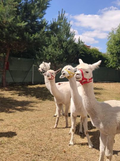 Vier Alpakas stehen auf einer Wiese unter blauem Himmel. Die Tiere sind freundlich und tragen verschiedene Halfter.
