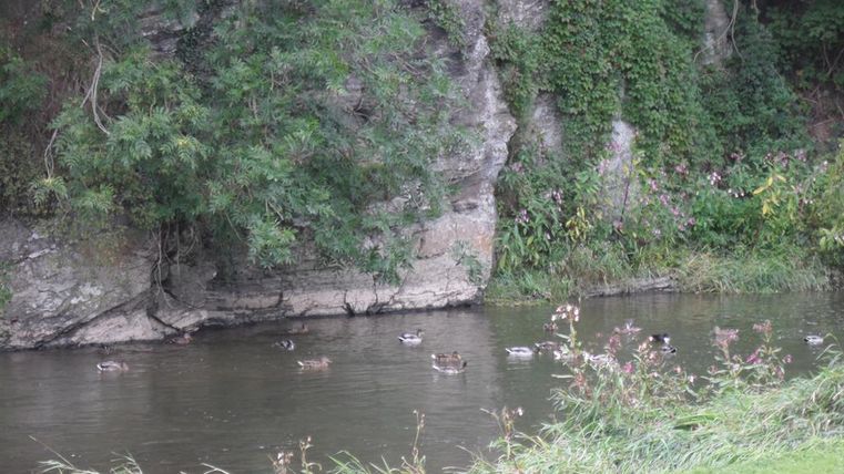 A calm body of water with numerous ducks swimming on it. Surrounded by lush vegetation and rocks.