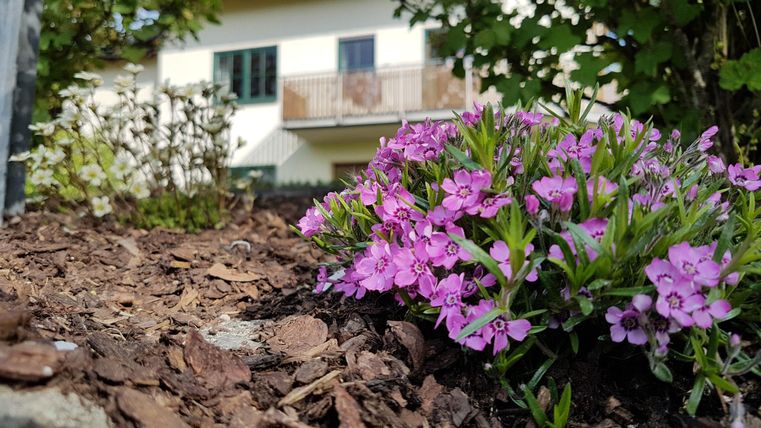 Bunte, lila Blumen wachsen in der Erde vor einem Haus. Im Hintergrund ist ein Balkon sichtbar.