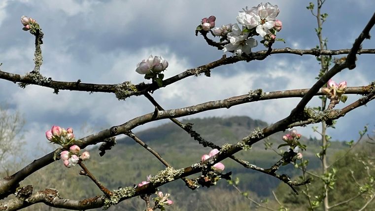 Deux branches avec des fleurs en fleurs sur une colline verte à l'arrière-plan. Le ciel est bleu avec quelques nuages blancs.
