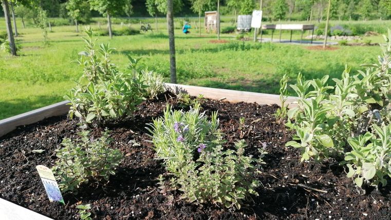 Ein Pflanzbeet mit verschiedenen Kräutern. Im Hintergrund sind grüne Bäume und eine Gartenbank sichtbar.