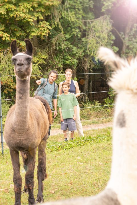 Familie bei einer Lama-Wanderung auf einer Wiese am Waldrand, während ein Lama im Vordergrund steht und ein weiteres unscharf den rechten Bildrand einnimmt.