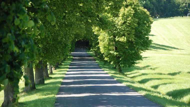 A picturesque path lined with tall trees. The meadow is green and well-maintained.