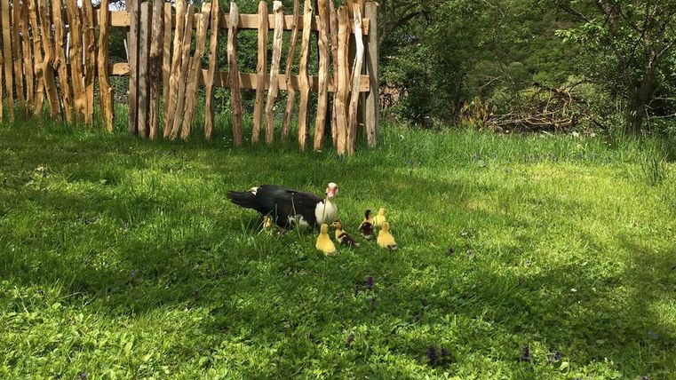 A duck with her ducklings on a green meadow. In the background, a wooden fence is visible.
