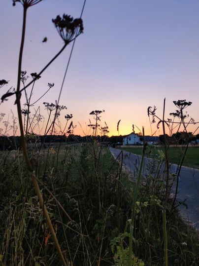 Een mooie zonsondergang boven een veld met hoge planten op de voorgrond. Op de achtergrond is een huis en een weg zichtbaar.