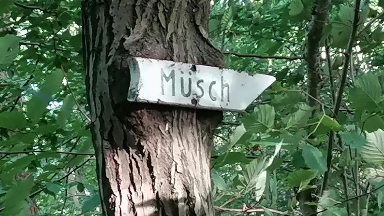 Ein Wegweiser mit der Aufschrift 'Müsch' ist an einem Baum im Wald befestigt.