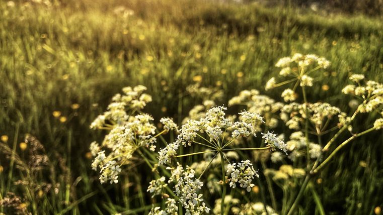 Ein blühendes Feld mit weißen Blumen und üppigem, grünem Gras. Im Hintergrund sind sanfte Hügel vor einem goldenen Himmel zu sehen.