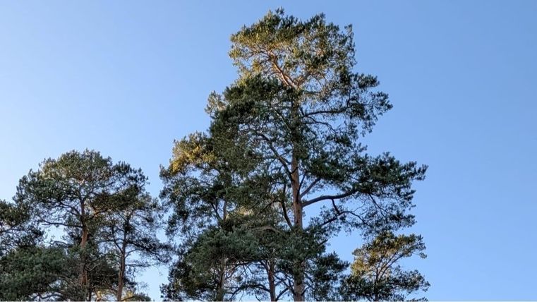 Tall trees against a clear blue sky. The branches are green and healthy.