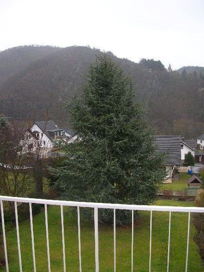 A green fir tree stands in the foreground on a meadow. In the background, hills and some houses can be seen.