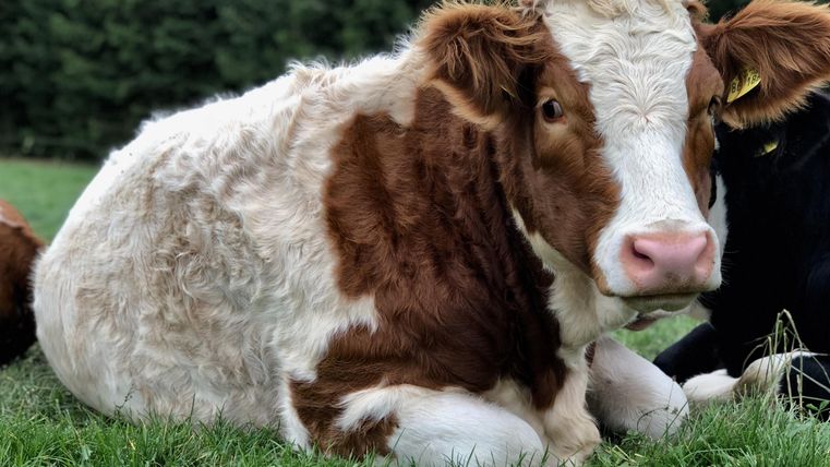 Ein niedliches Kalb liegt auf dem Gras. Im Hintergrund sind Bäume zu sehen.