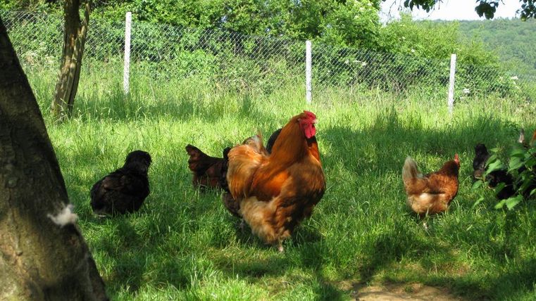 Eine Gruppe von Hühnern und einem Hahn grasen im grünen Gras. Im Hintergrund sind Bäume und ein Zaun zu sehen.