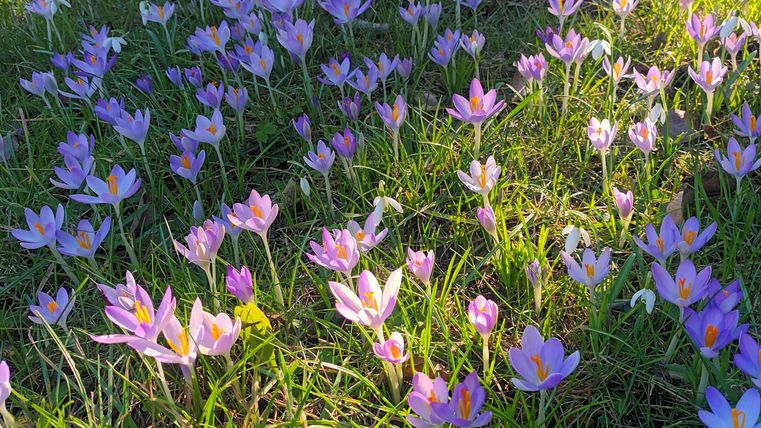 Een bloeiend veld met paarse en witte krokussen. De bloemen staan in het groene gras en stralen in het zonlicht.