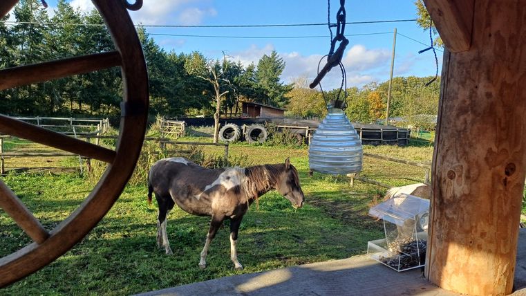 Tout simplement profiter du calme et observer les chevaux.