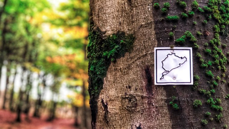 Ein Baum mit Moos und einer Wegmarkierung an seiner Rinde. Im Hintergrund ist ein sanfter Waldweg zu sehen.
