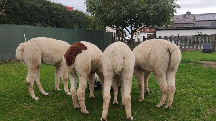 Eine Gruppe von drei Alpakas, die in einem grünen Feld stehen und fressen. Im Hintergrund sind einige Bäume und ein Zaun zu sehen.