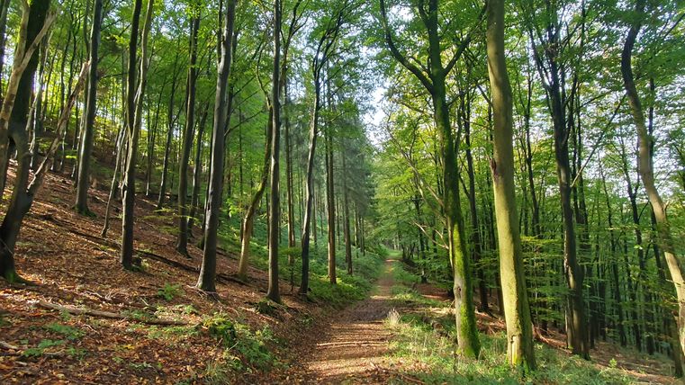 Een mooi bospad, omgeven door hoge bomen en groen loof. Het licht valt zachtjes door de bladeren en creëert een rustige sfeer.